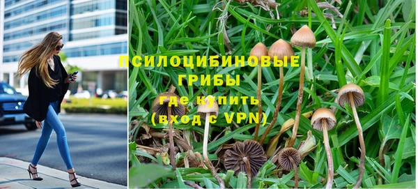 шишки Кодинск