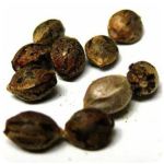 Семена марихуаны АК-47  (Seeds AK-47) в Мещовске